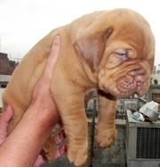 French MASTIFF PUPPIES FOR SALE ARYAN KENNEL - 9555944924